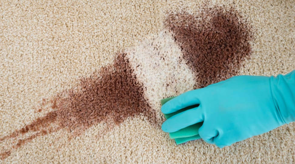 Common Carpet Stains